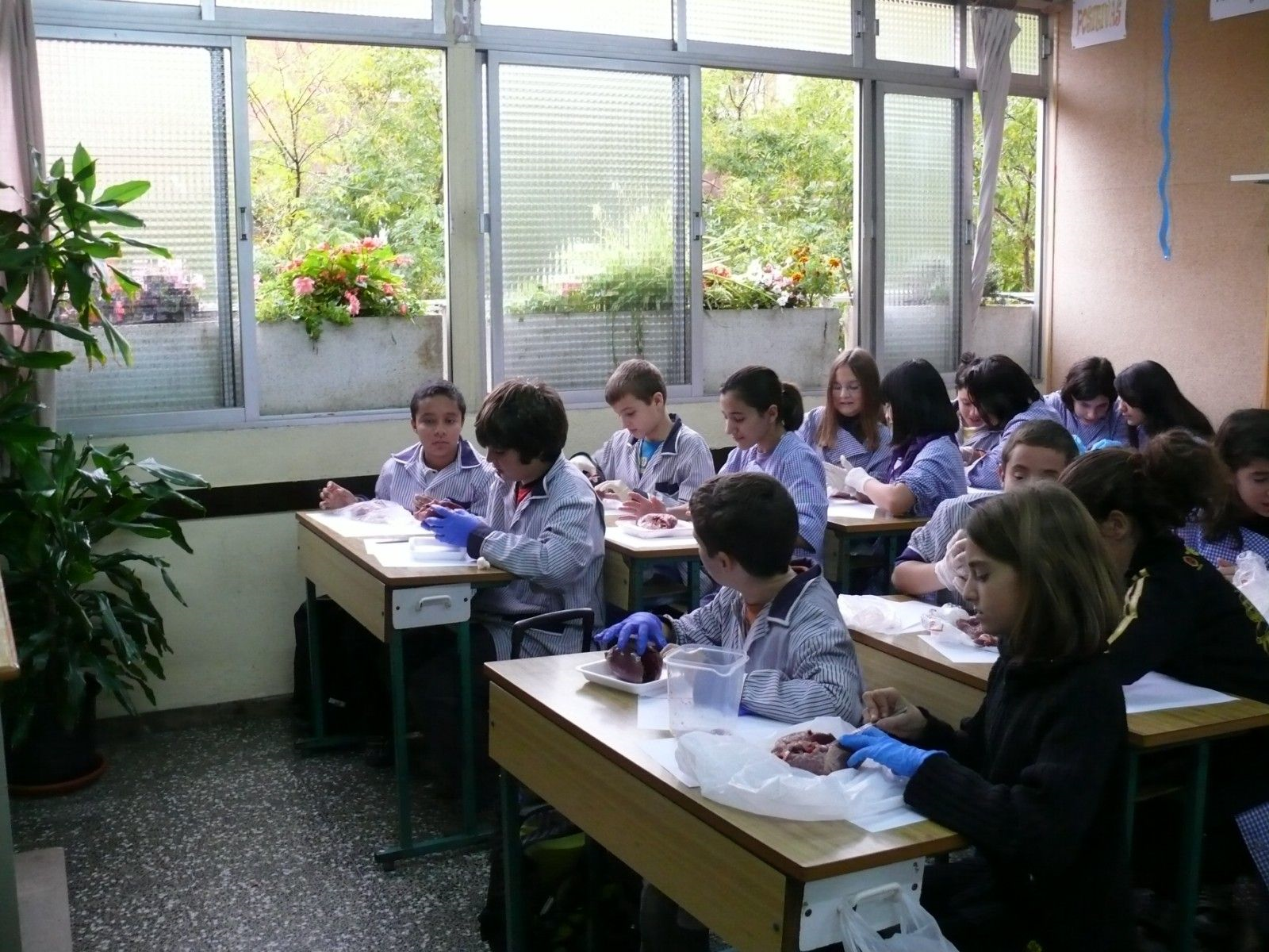 Primaria1.png